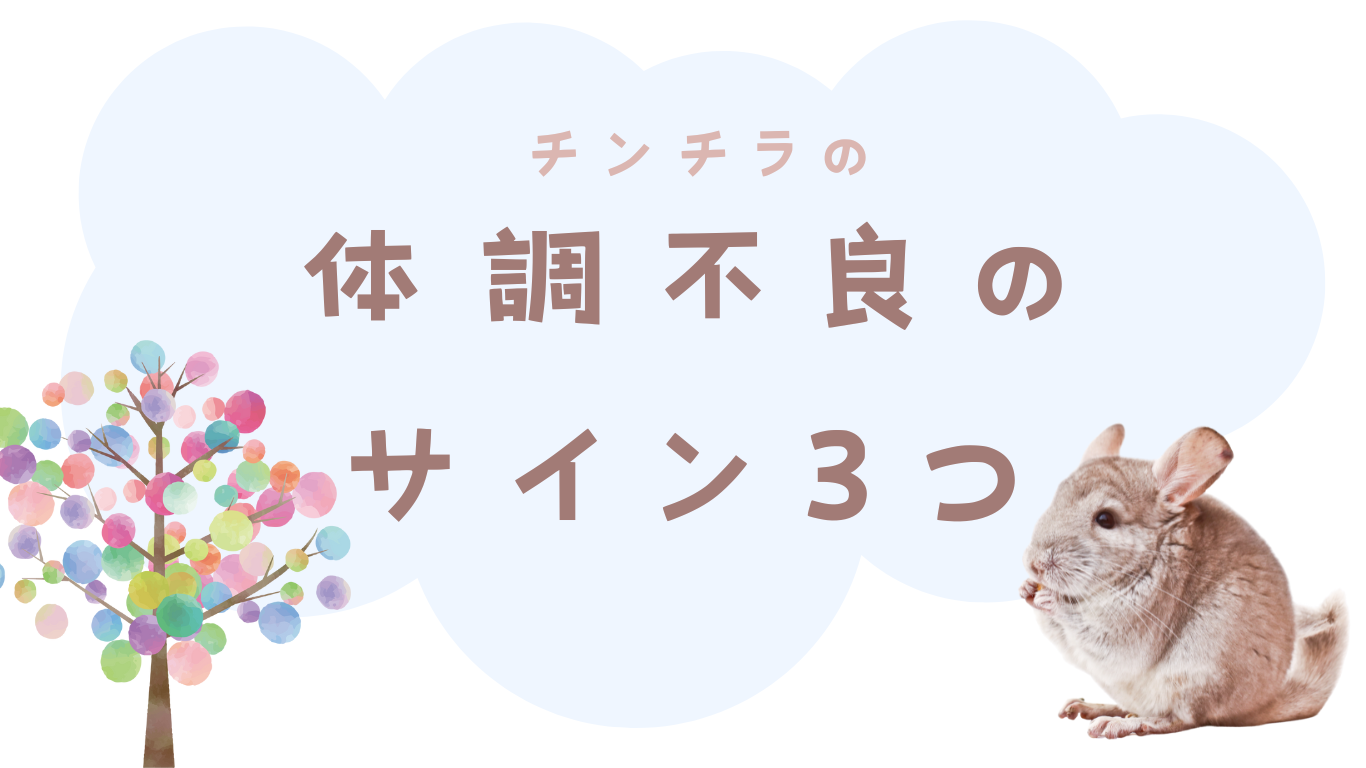 チンチラの体調不良のサイン３つ！具体的な対策から病院に連れて行くタイミングまで徹底解説